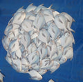 Fresh White Pomfret (Safaid Pamplet) - Premium Quality