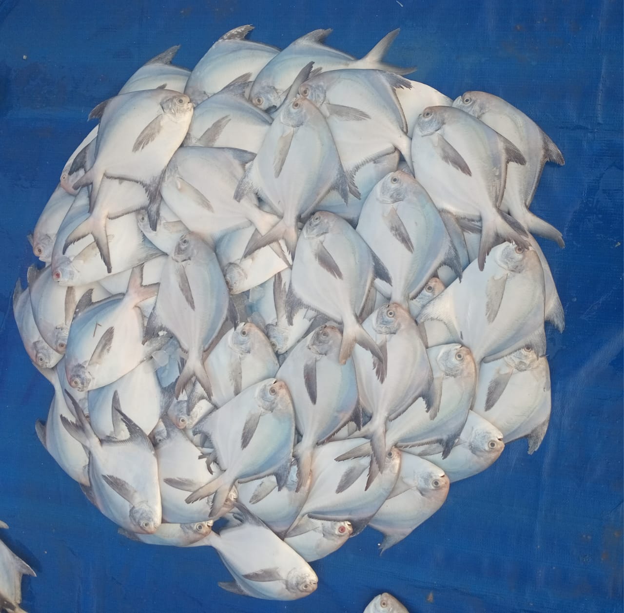 Fresh White Pomfret (Safaid Pamplet) - Premium Quality