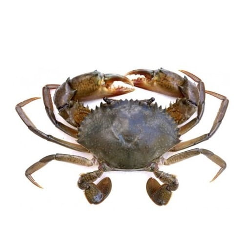 Fresh Mud Crab (Kekra) – Premium Export Quality | Per KG