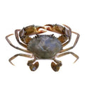 Fresh Mud Crab (Kekra) – Premium Export Quality | Per KG