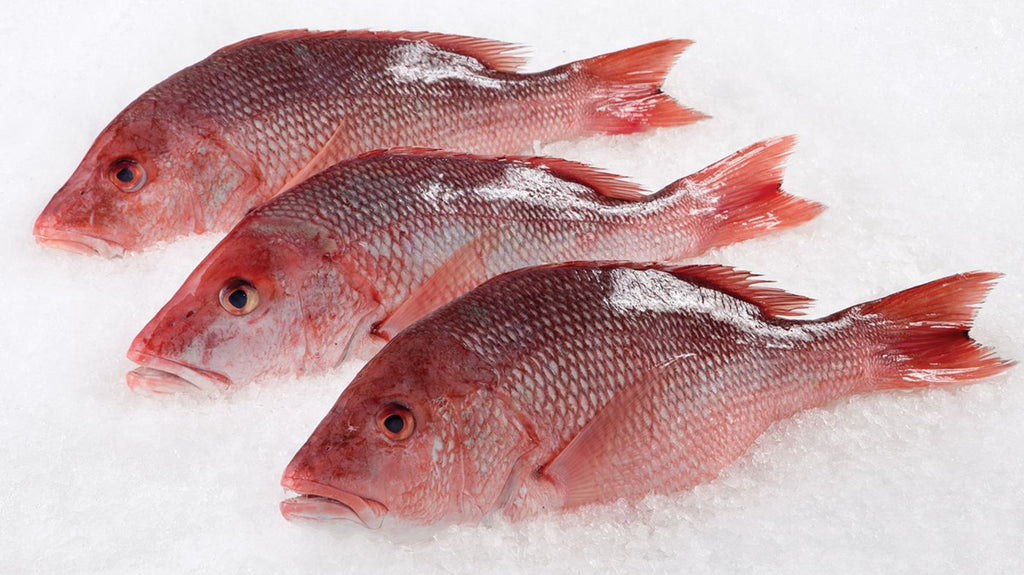 Fresh Red Snapper (Heera / ہیرا) – Per KG