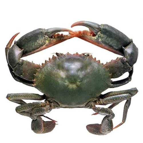 Fresh Mud Crab (Kekra) – Premium Export Quality | Per KG