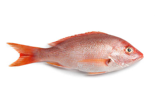 Fresh Red Snapper (Heera / ہیرا) – Per KG